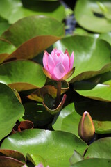 Wall Mural - Lotus