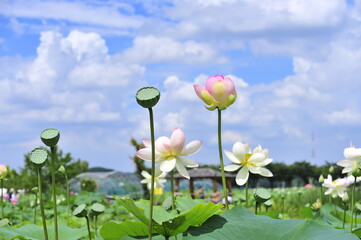 Wall Mural - Lotus