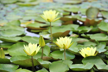 Wall Mural - Lotus