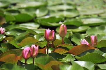 Wall Mural - Lotus