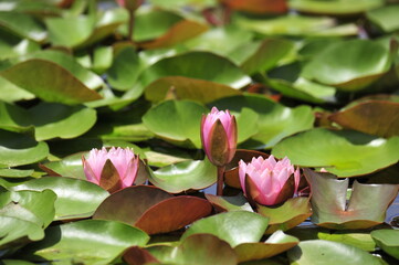 Wall Mural - Lotus
