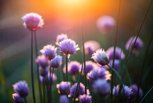Chives Blooming At Sunset Purple Nature Background
