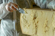 © Cavan Images - Cheese dairy master cutting a parmesan cheese wheel at the dairy