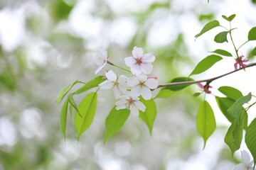 Wall Mural - spring cherry blossoms