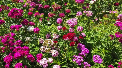 Wall Mural - Pink wild flowers in a field