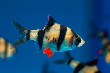 Sumatra barb male, important commercial trade tropical cyprinid fish, spectacular, easy to keep, colorful juvenile in pet shop sale aquarium, schooling species