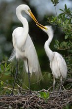 A Mother And Chick Great Egret