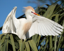 A Cattle Egret Performing A Wing Flap