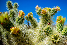 Chain Fruit Cholla Cactus In Joshua National Park, California