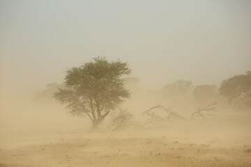 Canvas Print - Landscape with trees during a severe sand storm in the Kalahari desert, South Africa.