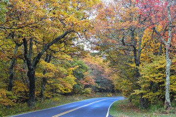 Wall Mural - Autumn foliage in Shenandoah National Park - Virginia, United States