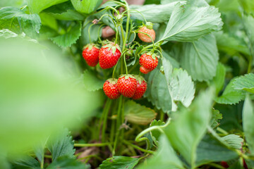 Poster - Red ripe strawberries are lying on the open palm of a woman's hand. 