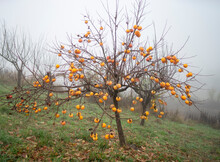 Japanese Apple Tree, Khaki, Winter, Northern Croatia