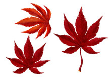 Red Autumn Maple Leave Watercolor