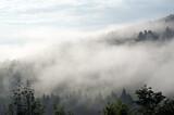 Fototapeta Fototapety na ścianę - Wierzchołki drzew las we mgle