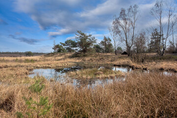 Canvas Print -  Asselsche heide, Veluwe, Gelderland Province, The Netherlands