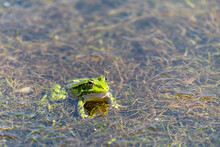 A Frog Sitting In A Swamp
