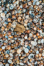 Shells Of Many Types And Sizes On The Beach