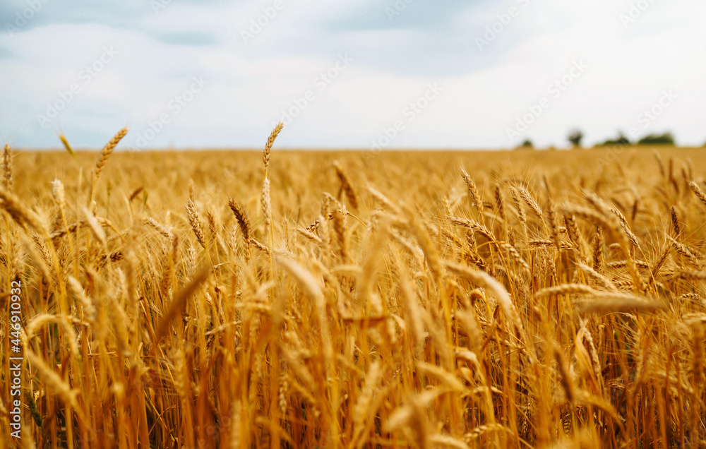 Golden field of wheat in a summer day. Growth nature harvest. Agriculture farm. - obrazy, fototapety, plakaty 