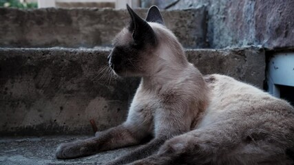 Wall Mural - Cream colored brown cat with blue eyes lies on steps and looks around. Siamese cat on the street 4k ft. Thoroughbred stray cat.