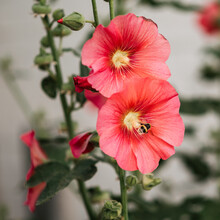 Stockrose, Blume, Blüte Mit Hummel Und Pollen