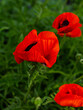 Red poppies in a bright green garden
