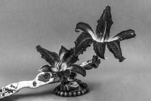 Still Life Of Fresh Lily Flowers, Dry Sticks And Wooden Beads With A Pebble Black And White Photo