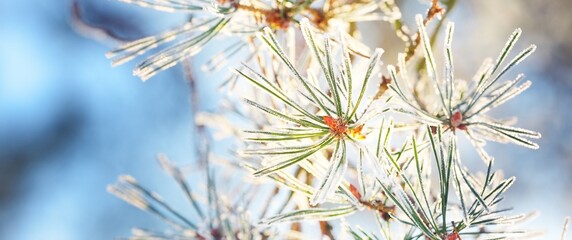 The young green fir tree branch, needles close-up. Coniferous forest at sunset. Pure evening light. Lapland, Finland