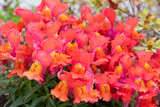 Fototapeta  - Antirrhinum majus (Snapdragon) flowers with orange pink colors