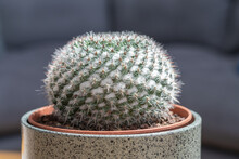 Mammillaria Hahniana (Old Lady Pincushion) Cactus