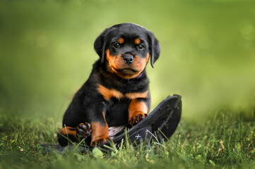 Sticker - funny rottweiler puppy sitting on a hat outdoors in summer