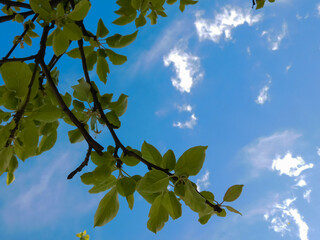 Wall Mural - tree leaves and blue sky. beautiful landscape.