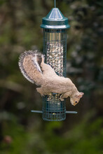 Pesky Squirrel Climbs Hanging Bird Feeder To Steal Bird Seed