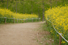 Yellow Flower Road