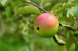 Jabłko, ogród, owoce, lato