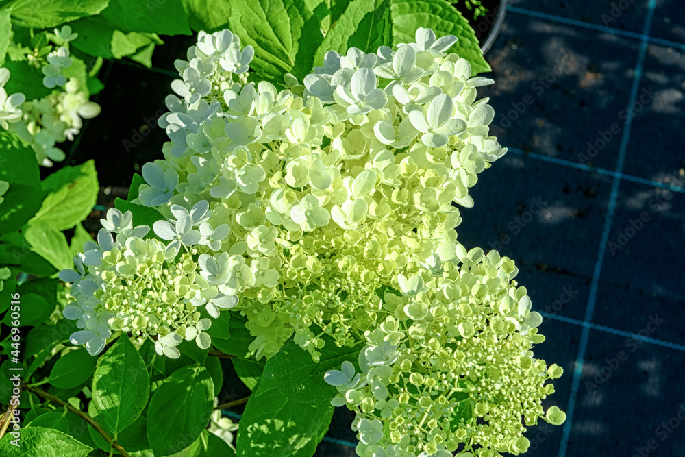 Flowers of the plant Hydrangea paniculata close up Stock Photo | Adobe ...