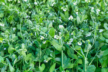 Naklejka na meble Young peas plant with white flowers background