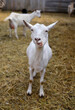 Curious goats chew hay and stare at the camera, rural wildlife photo