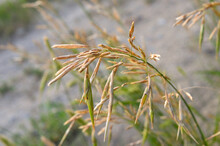 Steppe Grass. Macro
