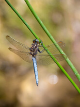Keeled Skimmer Dragonfly, Orthetrum Coerulescens, Vertical Shot.