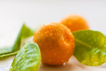 Wall Mural - A branch of natural small tangerines in water drops on a light background. Tangerines on a branch with leaves on the table.