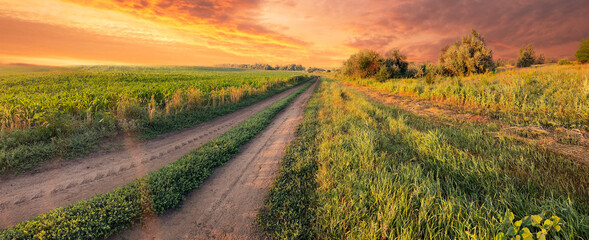 Wall Mural - country road in a field under dramatic sky
