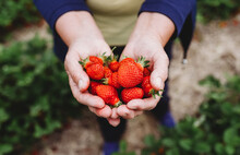 Close Up Of Cupped Hands Holding Strawberries In A Strawberry Field.