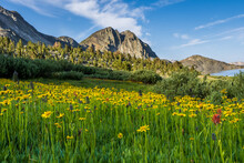 Wildflowers By Duck Lake In Sierra Nevada Mountains