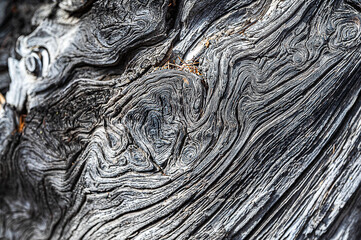 Wall Mural - texture of an old tree, background