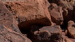 Female agama lizard camouflaged on a brown rock