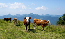 Happy Cow On A High Alpine Pasture In The Tegernsee Region In Summer With Lush Grass And A Great View