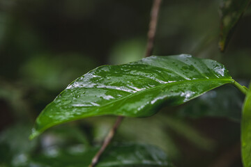 Wall Mural - rain drops on leaf