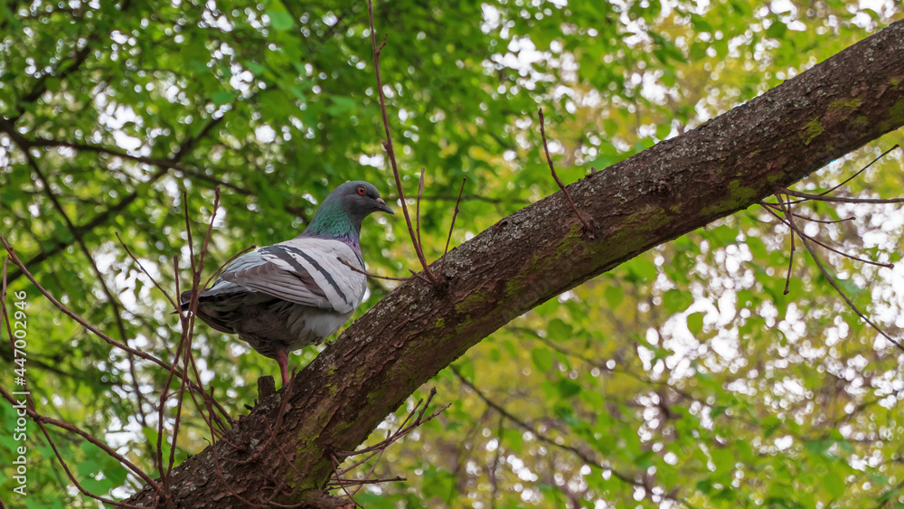 Ptak gołąb na gałęzi drzewa w parku - obrazy, fototapety, plakaty 