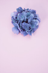 Sticker - Vertical shot of fresh purple hydrangeas isolated on a light cream background